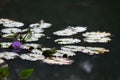 Closeup of sacred lotuses on a lake under sunlight with flowers on the leaves