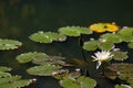 Closeup of sacred lotuses on a lake under sunlight with flowers on the leaves