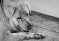 Closeup sad dog lying on concrete floor. Fat dog bored for waiting owner. Expression face of domestic animals. Adorable pet.