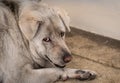 Closeup sad dog lying on concrete floor. Fat dog bored for waiting owner. Expression face of domestic animals. Adorable pet.