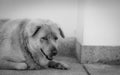 Closeup sad dog lying on concrete floor. Fat dog bored for waiting owner. Expression face of domestic animals. Adorable pet. Tired