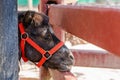 Closeup of sad eye of miniature horse or pony looking like showing very unhappy about loneliness Royalty Free Stock Photo