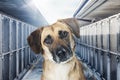 Closeup Sad Homeless Dog in Animal Shelter Royalty Free Stock Photo