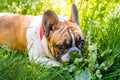 Closeup of a sad looking French Bulldog with a red collar laying in the grass