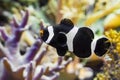 Closeup of a saddleback clownfish that is swimming in the water, a tropical fish from the indo pacific ocean