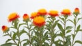 closeup of safflower flowers on plain white ai generated