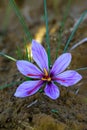 Closeup of saffron flowers in a field at harvest time Royalty Free Stock Photo