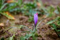 Closeup of saffron flowers in a field at harvest time Royalty Free Stock Photo