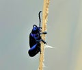 Closeup of Sagra femorata, a dark metallic blue frog-legged beetle on a plant stem.