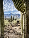 Closeup Saguaro cacti frame a classic Western landscape