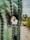 Closeup Saguaro Cactus with hole.
