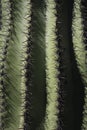 Closeup, Saguaro Cactus, Sonoran Desert