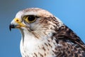 Saker Falcon. Falco cherrug. Royalty Free Stock Photo