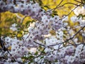 Closeup sakura flowers on blurred bokeh background. Cherry blossom branch in bloom.Garden on sunny spring day. Soft focus macro Royalty Free Stock Photo