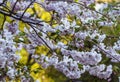 Closeup sakura flowers on blurred bokeh background. Cherry blossom branch in bloom.Garden on sunny spring day. Soft focus macro Royalty Free Stock Photo