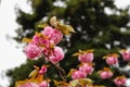 Closeup of sakura flowers in the garden surrounding the Palace of Fine Arts Theatre in San Francisco Royalty Free Stock Photo