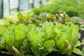 salad plantation in a greenhouse