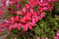 Closeup of salmon pink flowers of ivy-leaved pelargonium