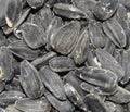 Closeup of salted toasted sunflower seeds, food Royalty Free Stock Photo