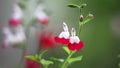 Closeup of Salvia microphylla or Cherry sage or Baby sage or Grahams sage