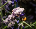 Closeup of Salvia yangii, Russian sage with a common carder bee.