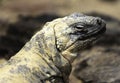 Closeup of a San Esteban Chuckwalla Royalty Free Stock Photo