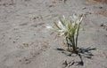 Closeup of sand lily