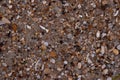 Closeup Sand Texture Background with Fine Grains and Sea Shells Royalty Free Stock Photo