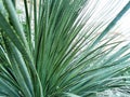 Closeup of a sandpaper sotol plant growing in the garden