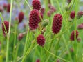 Closeup of Sanguisorba officinalis, commonly known as great burnet.