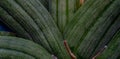 Closeup of Sansevieria patens stem Royalty Free Stock Photo