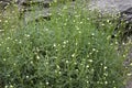 Santolina rosmarinifolia with light yellow flowers Royalty Free Stock Photo