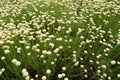 Santolina rosmarinifolia with white flowers Royalty Free Stock Photo