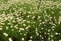 Santolina rosmarinifolia with white flowers Royalty Free Stock Photo