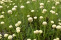 Santolina rosmarinifolia with white flowers Royalty Free Stock Photo