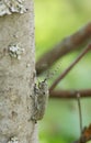 Saperda similis on salix tree