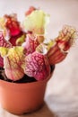 Closeup of Sarracenia- carnivore plant Royalty Free Stock Photo