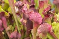 Closeup of the Sarracenia pitfall traps. American Pitcher Plant. Carnivorous Plant Royalty Free Stock Photo