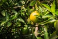 Closeup of satsumas Bang Mot tangerine ripening on tree Royalty Free Stock Photo