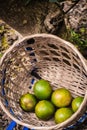 Closeup of satsumas Bang Mot tangerine ripening on tree Royalty Free Stock Photo