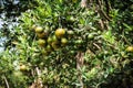 Closeup of satsumas Bang Mot tangerine ripening on tree Royalty Free Stock Photo