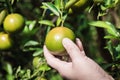 Closeup of satsumas Bang Mot tangerine ripening on tree Royalty Free Stock Photo