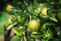 Closeup of satsumas Bang Mot tangerine ripening on tree Royalty Free Stock Photo