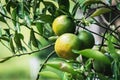 Closeup of satsumas Bang Mot tangerine ripening on tree Royalty Free Stock Photo