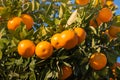 Closeup of satsumas ripening on tree Royalty Free Stock Photo