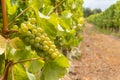 Sauvignon Blanc grapes on the vine in vineyard with blurred background and copy space Royalty Free Stock Photo