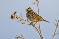 Savannah Sparrow Singing Royalty Free Stock Photo