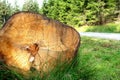 Closeup on the saw cut log lying next to the tourist path through the forest. National Park Sumava, Czech Republic Royalty Free Stock Photo