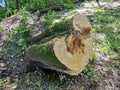 Closeup saw cut tree trunk. Growth rings on a saw cut of a tree trunk Royalty Free Stock Photo