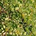 Saxifraga paniculata plant